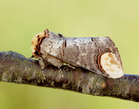 71.025 BF1994 Buff-tip Phalera bucephala