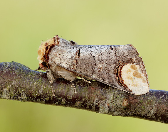 71.025 BF1994 Buff-tip Phalera bucephala