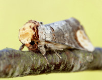 71.025 BF1994 Buff-tip Phalera bucephala