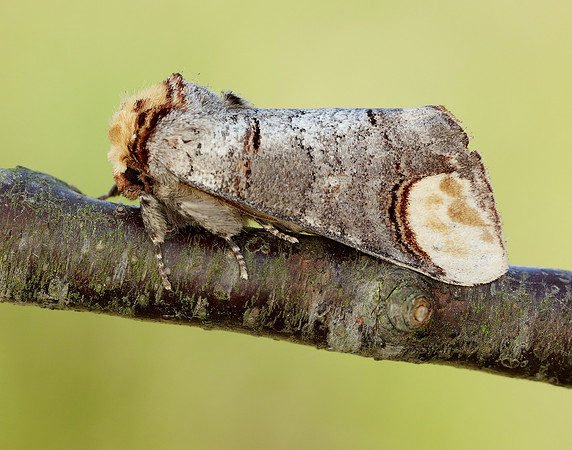 71.025 BF1994 Buff-tip Phalera bucephala