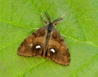 72.011 BF2034 Gypsy Moth Lymantria dispar