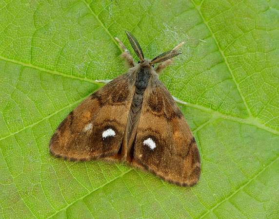 72.011 BF2034 Gypsy Moth Lymantria dispar