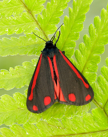 72.031 BF2069  Cinnabar Tyria jacobaeae