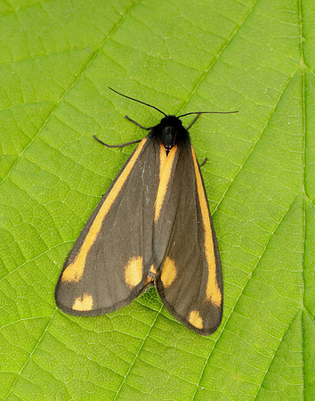 72.031 BF2069  Cinnabar Tyria jacobaeae