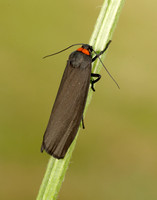 72.042 BF2039 Red-necked Footman Atolmis rubricollis