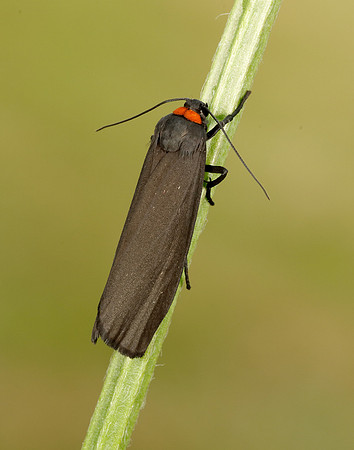 72.042 BF2039 Red-necked Footman Atolmis rubricollis