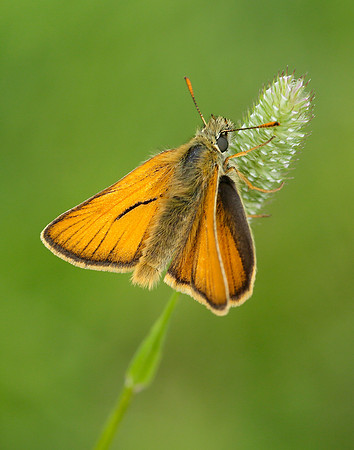 Small Skipper Thymelicus sylvestris