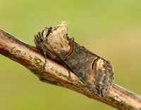 73.002 BF2449 Dark Spectacle Abrostola triplasia