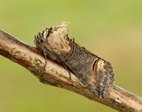 73.002 BF2449 Dark Spectacle Abrostola triplasia