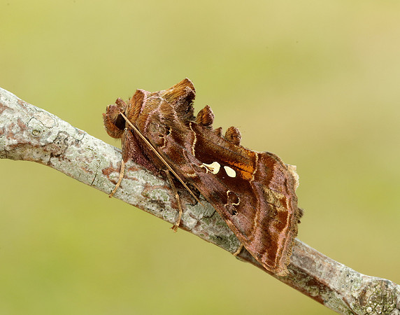 73.016 BF2442 Beautiful Golden Y Autographa pulchrina