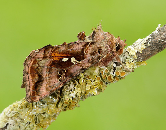 73.016 BF2442 Beautiful Golden Y Autographa pulchrina