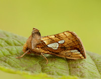 73.023 BF2440 Lempke's Gold Spot Plusia putnami