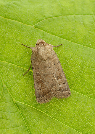 73.097 BF2382 Rustic Hoplodrina blanda