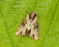 73.156 BF2326 Clouded-bordered Brindle Apamea crenata