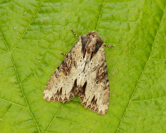 73.156 BF2326 Clouded-bordered Brindle Apamea crenata