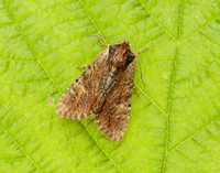 73.156 BF2326 Clouded-bordered Brindle Apamea crenata