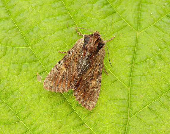 73.156 BF2326 Clouded-bordered Brindle Apamea crenata