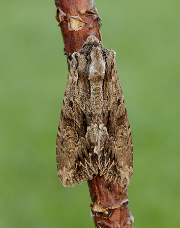 73.162 BF2321 Dark Arches Apamea monoglypha