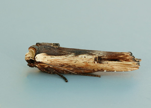 73.209 BF2241 Red Sword-grass Xylena vetusta
