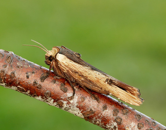 73.209 BF2241 Red Sword-grass Xylena vetusta