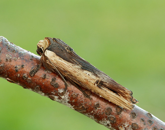 73.209 BF2241 Red Sword-grass Xylena vetusta