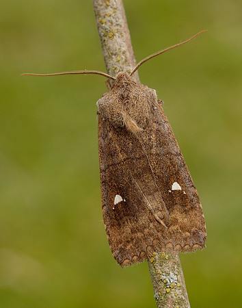 73.210 BF2256 Satellite Eupsilia transversa