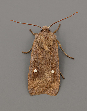 73.210 BF2256 Satellite Eupsilia transversa