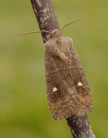 73.210 BF2256 Satellite Eupsilia transversa