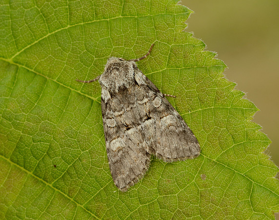 73.220 BF2225 Minor Shoulder-knot Brachylomia viminalis