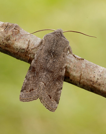 73.242 BF2188 Clouded Drab Orthosia incerta