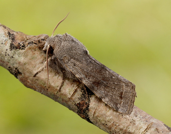 73.242 BF2188 Clouded Drab Orthosia incerta