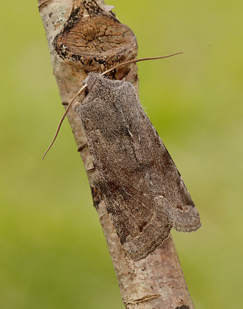 73.242 BF2188 Clouded Drab Orthosia incerta