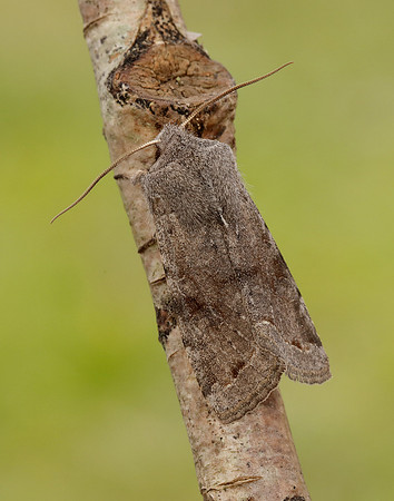 73.242 BF2188 Clouded Drab Orthosia incerta