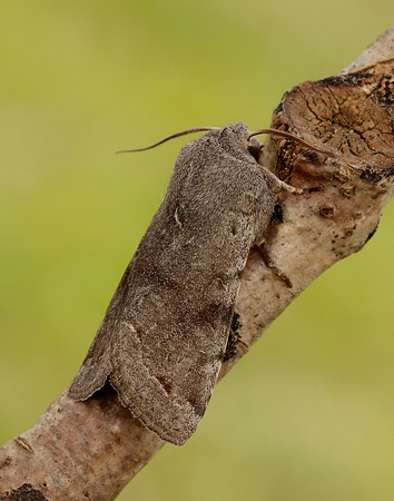73.242 BF2188 Clouded Drab Orthosia incerta