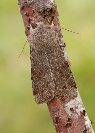 73.242 BF2188 Clouded Drab Orthosia incerta