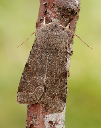 73.242 BF2188 Clouded Drab Orthosia incerta