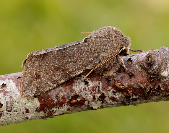73.242 BF2188 Clouded Drab Orthosia incerta