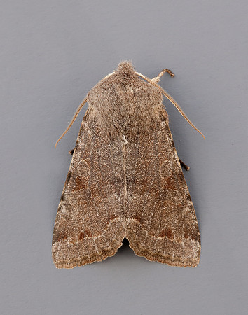 73.242 BF2188 Clouded Drab Orthosia incerta