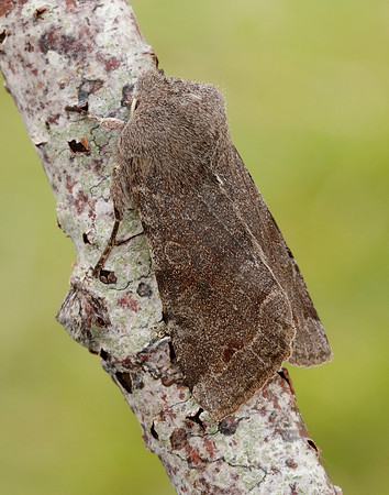 73.242 BF2188 Clouded Drab Orthosia incerta
