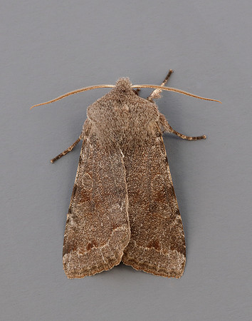 73.242 BF2188 Clouded Drab Orthosia incerta