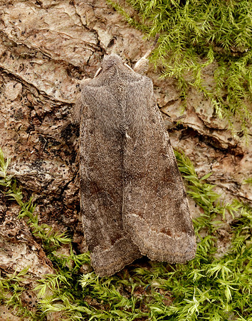 73.242 BF2188 Clouded Drab Orthosia incerta