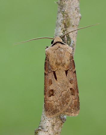 73.317 BF2089 Heart & Dart Agrotis exclamationis