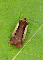 73.329 BF2102 Flame Shoulder Ochropleura plecta