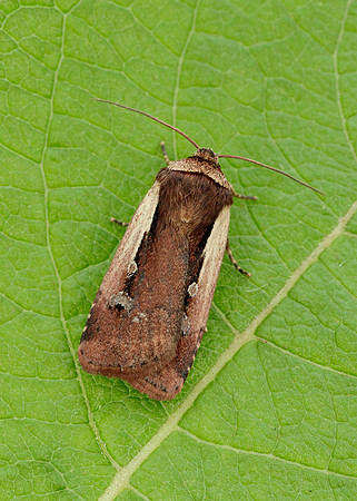 73.329 BF2102 Flame Shoulder Ochropleura plecta