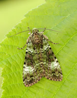 73.352 BF2138 Green Arches Anaplectoides prasina