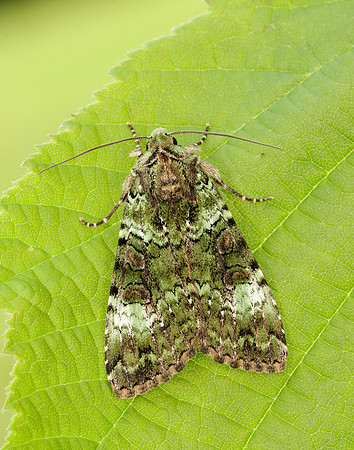 73.352 BF2138 Green Arches Anaplectoides prasina