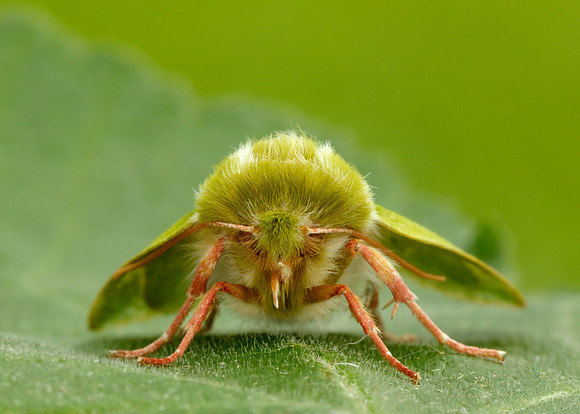 74.008 BF2422 Green Silver-lines Pseudoips prasinana