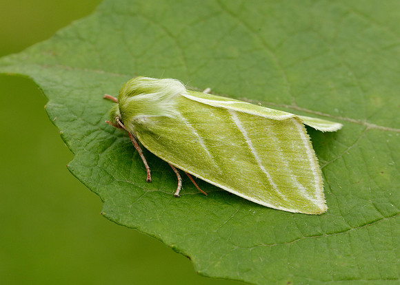 74.008 BF2422 Green Silver-lines Pseudoips prasinana