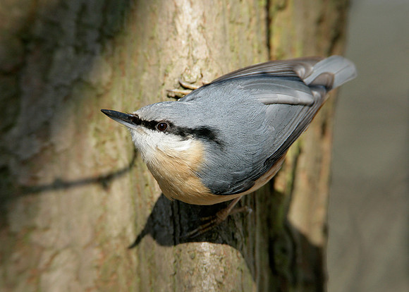 Nuthatch Sitta europaea