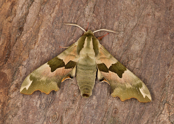 69.001 BF1979 Lime Hawk-moth Mimas tiliae